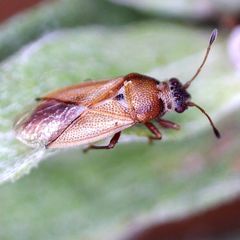 Cymus melanocephalus