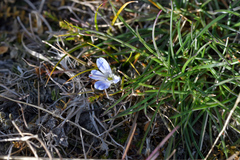 Veronica lilliputiana