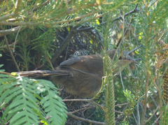 Dasyornis brachypterus