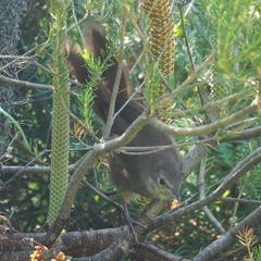 Dasyornis brachypterus