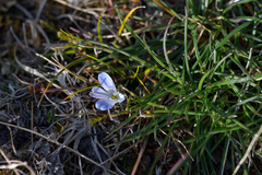 Veronica lilliputiana
