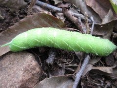 Clanis bilineata