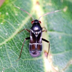 Pilophorus perplexus