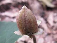 Viola collina