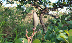 Hymenaea stigonocarpa