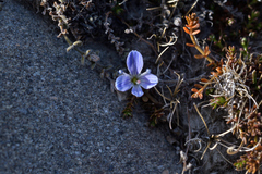 Veronica lilliputiana