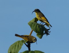 Drepanorhynchus reichenowi