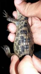 Caiman crocodilus fuscus