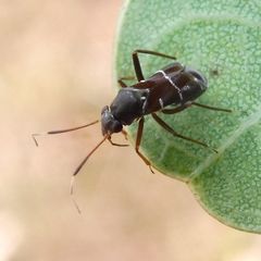 Pilophorus perplexus