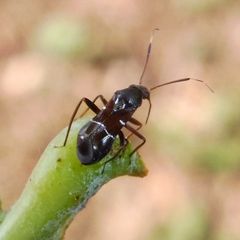 Pilophorus perplexus