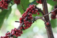 Coffea canephora