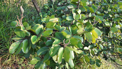 Hymenaea stigonocarpa