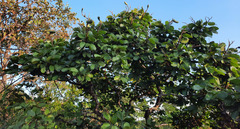 Hymenaea stigonocarpa