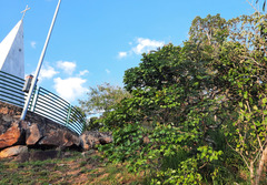 Hymenaea stigonocarpa