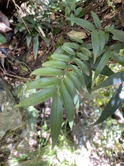 Arthropteris tenella