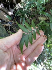 Arthropteris tenella