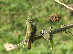 Drepanorhynchus reichenowi