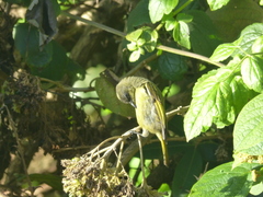 Drepanorhynchus reichenowi