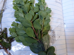 Leptospermum glaucescens