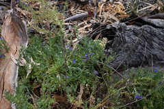 Stemodia florulenta