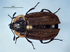 Oiceoptoma noveboracense