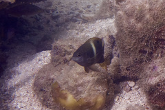 Chrysiptera biocellata