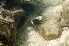 Chrysiptera biocellata