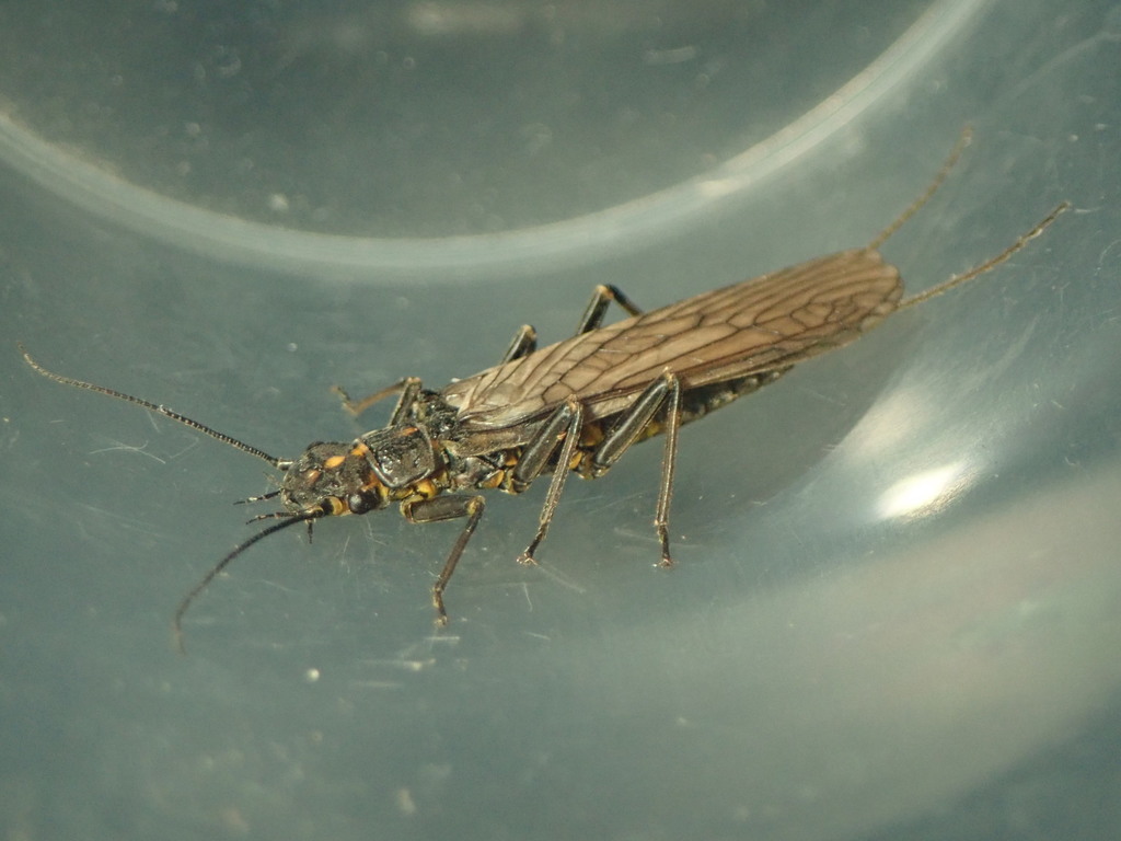 Orange-striped Stonefly