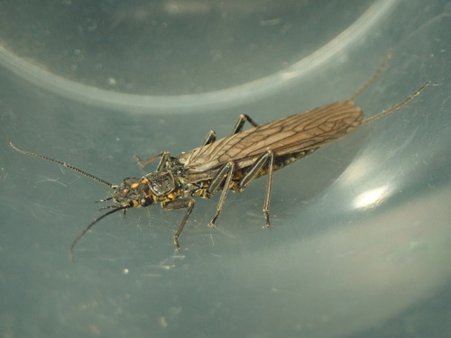 Orange-striped Stonefly