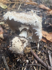 Chlorophyllum