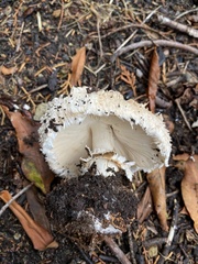 Chlorophyllum