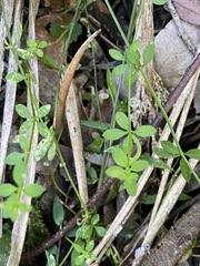 Galium leptogonium
