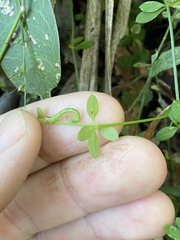 Galium leptogonium