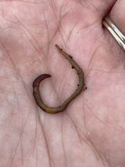 Satchellius mammalis