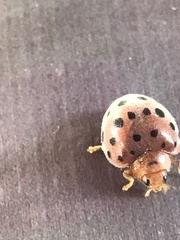 Coccinellidae