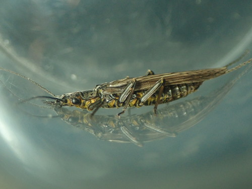 Orange-striped Stonefly photo 3