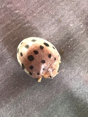 Coccinellidae