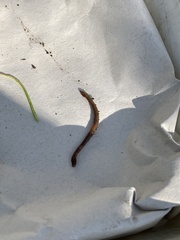 Satchellius mammalis