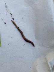 Satchellius mammalis