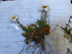 Brachyscome diversifolia