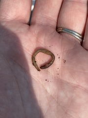 Satchellius mammalis