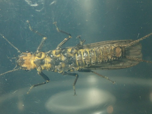 Orange-striped Stonefly photo 4