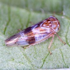 Tremulicerus tremulae