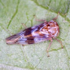 Tremulicerus tremulae