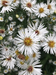Olearia glandulosa
