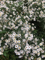 Olearia glandulosa