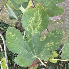 Fig mosaic emaravirus