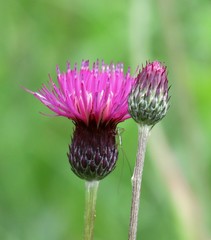 Cirsium pannonicum