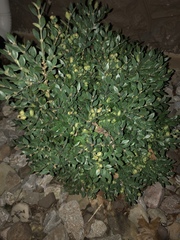 Magnoliopsida