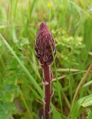 Orobanche minor